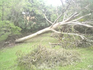 Avoid storm damage, preventative maintenance may have saved this tree  