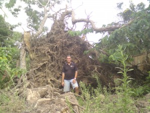 A storm damaged tree with quite a large root ball