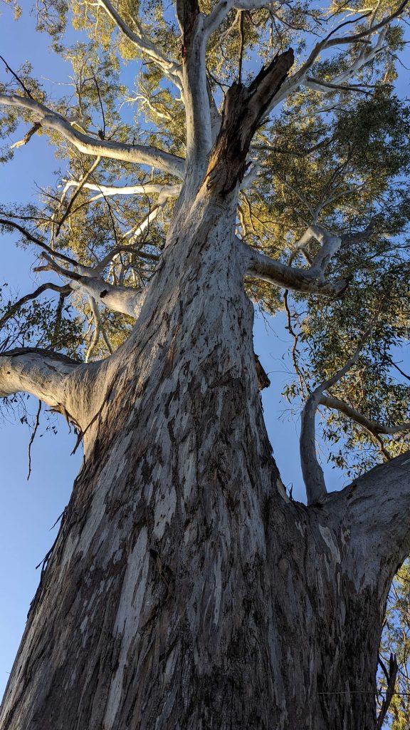 Beautiful Australian trees